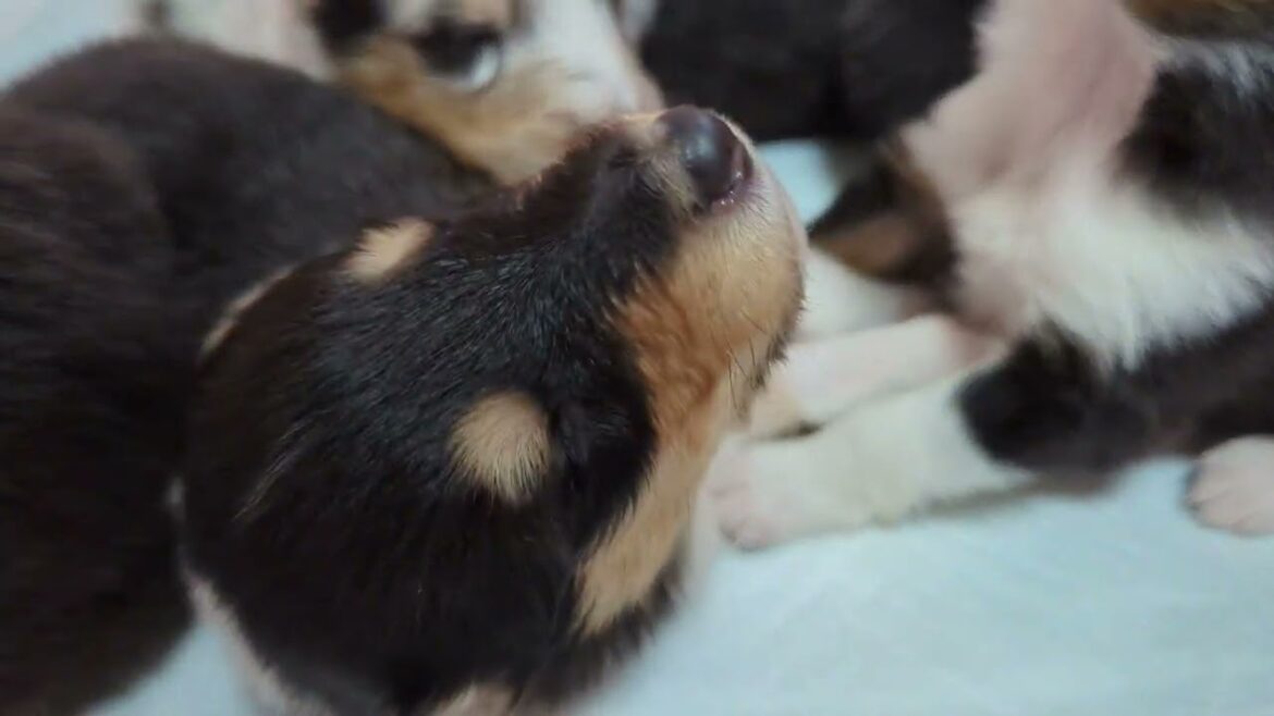 ラフコリーMotherlakecolliesラフコリーMotherlakecollies　海羽の子　17日目　おはよう～！
