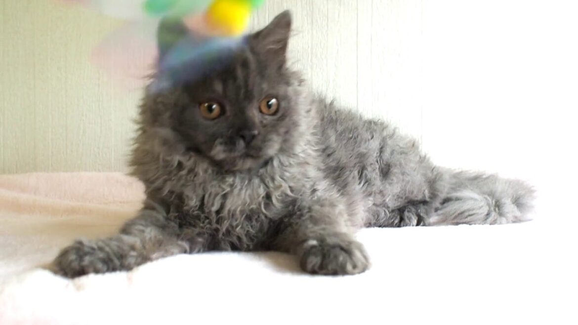 セルカークレックス　ブルーの男の子