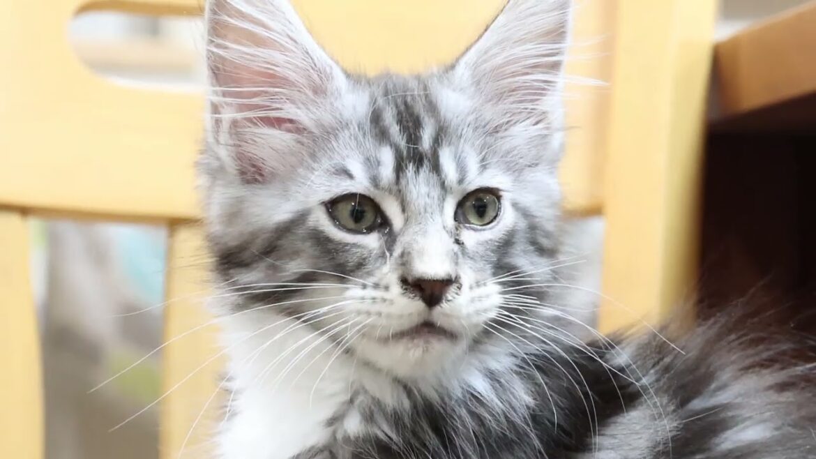 シルバーの王子メインクーン子猫のノエル君