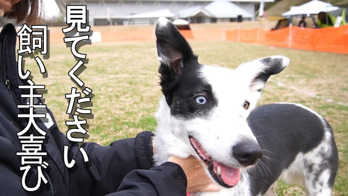 ボーダーコリーが1時間で出来るようになったこと！