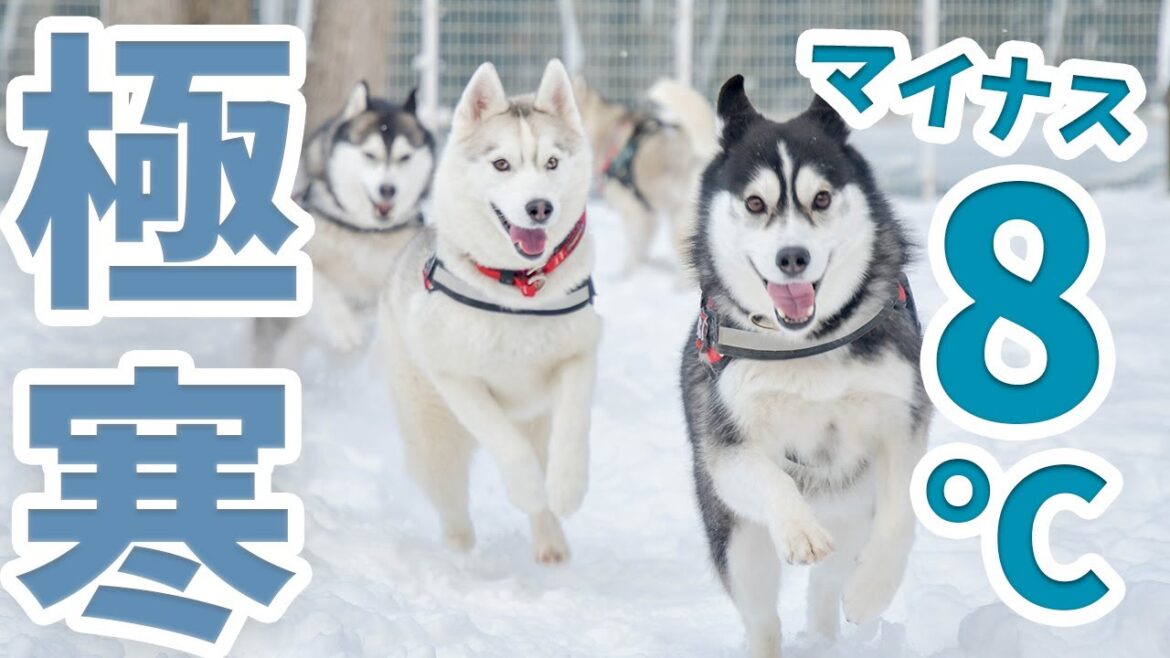 【前編】シベリアンハスキーと雪遊びしに福島県へ行ってみたら寒過ぎた！