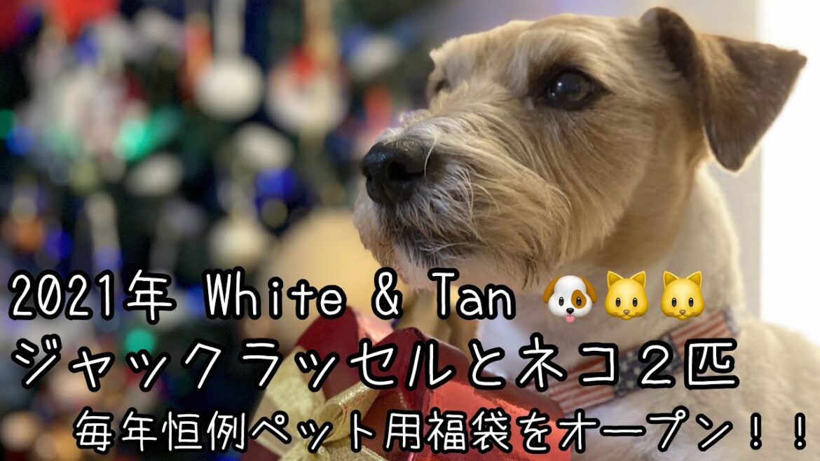 ２０２１年お正月　ジャックラッセルテリアとネコ２匹のペット福袋をOPEN！