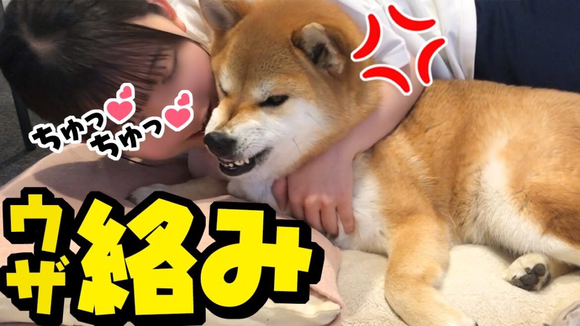 春休み目前のアゲアゲ娘にキレる姉柴犬 春休み目前のアゲアゲ娘にキレる姉柴犬