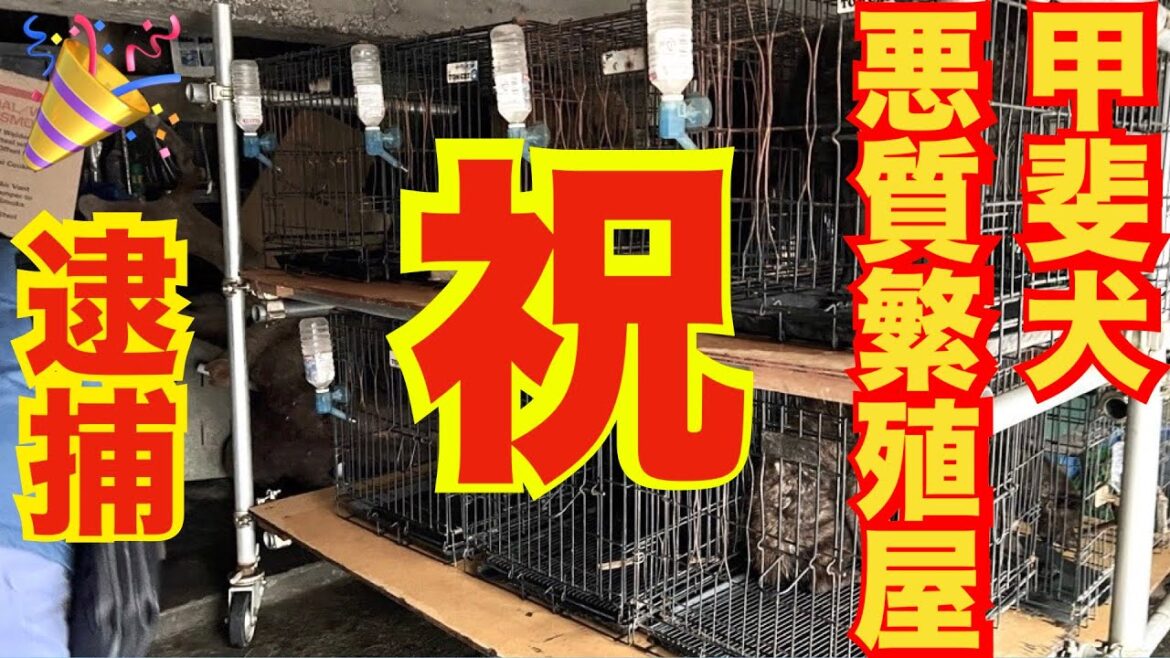 【逮捕】八王子市 甲斐犬ブリーダーおがわん株式会社 尾川隆 動物愛護法違反容疑 【逮捕】八王子市 甲斐犬ブリーダーおがわん株式会社 尾川隆 動物愛護法違反容疑