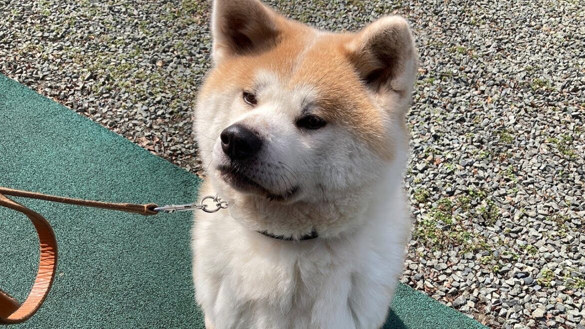 あきたいぬライブ配信【大河】2023.3.21トレーニング あきたいぬライブ配信【大河】2023.3.21トレーニング