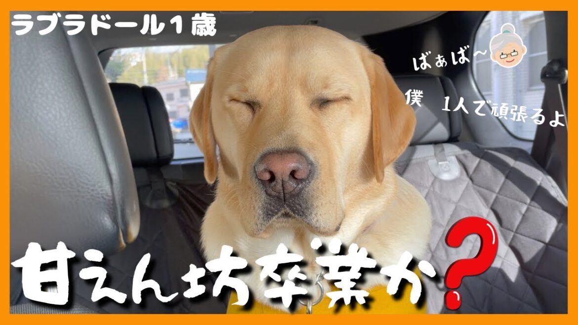 【ラブラドールレトリーバー】大型犬１歳　甘えん坊は卒業できるのか？ばぁばが好き過ぎる大型犬