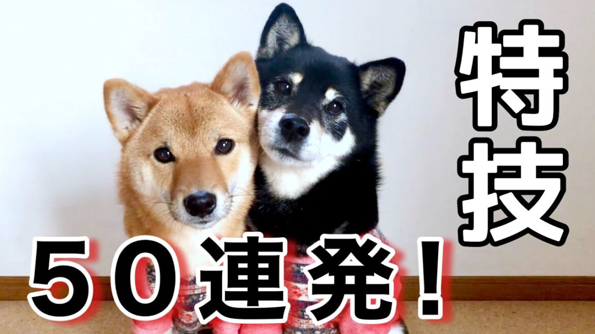 【犬の芸】50連発!柴犬みくりな ふたりとも出来る特技です。犬のしつけ。トリック。 【犬の芸】50連発!柴犬みくりな ふたりとも出来る特技です。犬のしつけ。トリック。