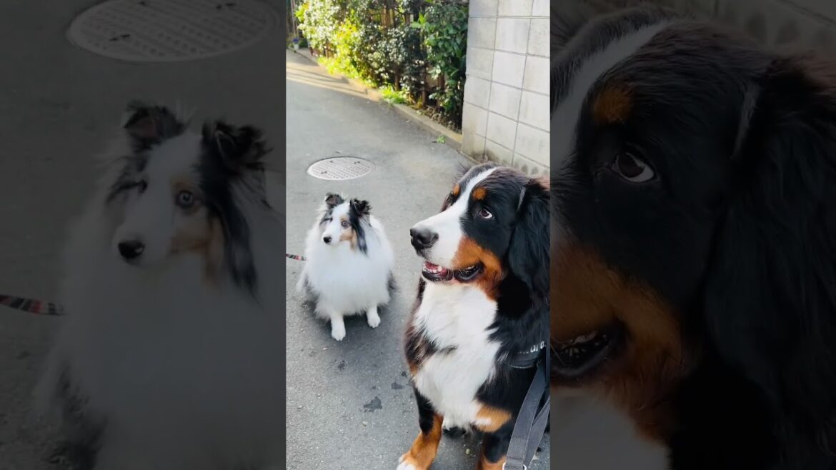 新しいお友達ができたバーニーズマウンテンドッグ
