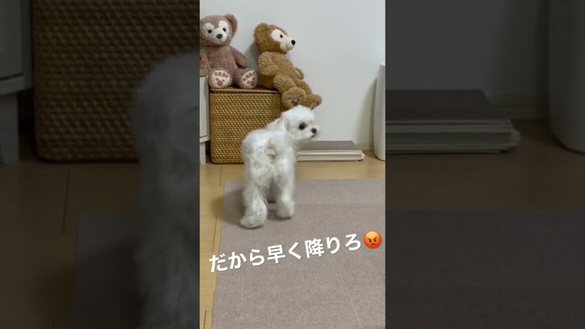 ぬいぐるみを引きずり下ろす時のマルチーズの反応が面白すぎた...