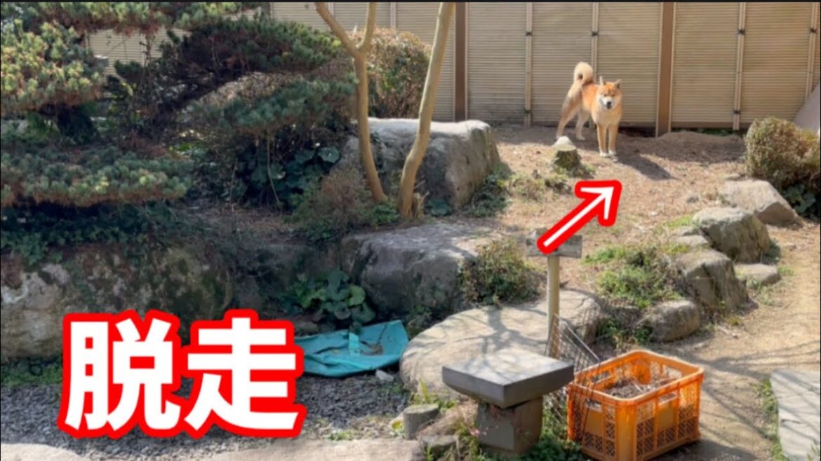 脱走を企む柴犬の先には、、、