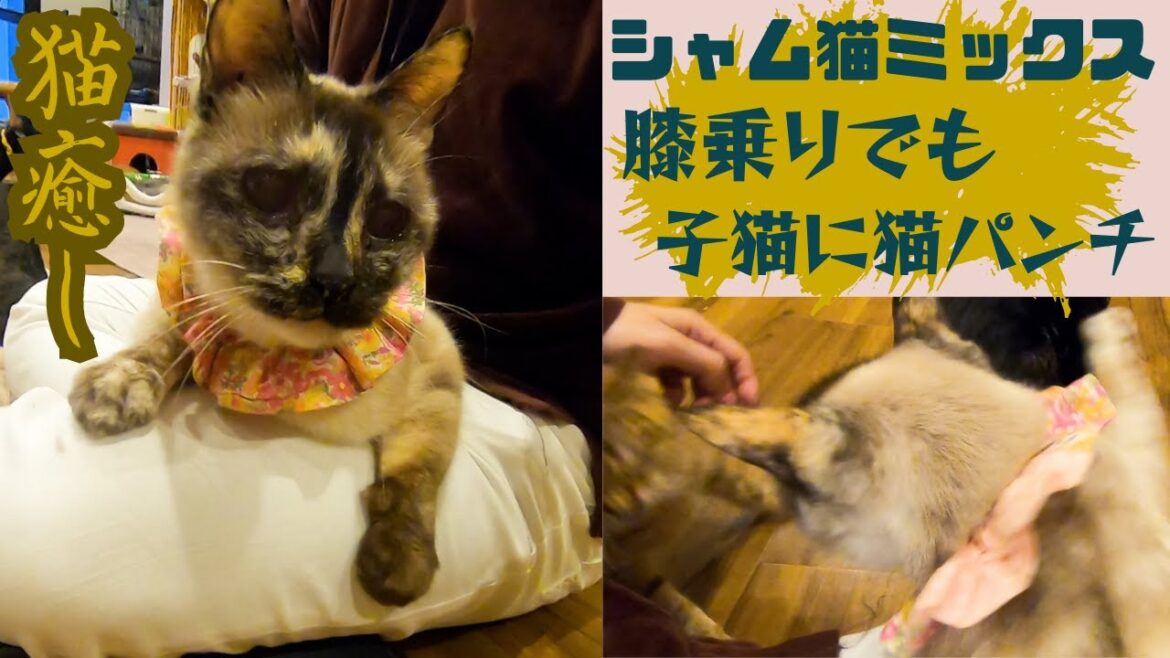 【猫癒し】シニアのシャム猫ミックスは子猫に猫パンチでも膝乗りで癒される(保護猫カフェ森のねこ舎)淡路 Be healed by a Siamese cat mix on your lap 【猫癒し】シニアのシャム猫ミックスは子猫に猫パンチでも膝乗りで癒される(保護猫カフェ森のねこ舎)淡路 Be healed by a Siamese cat mix on your lap