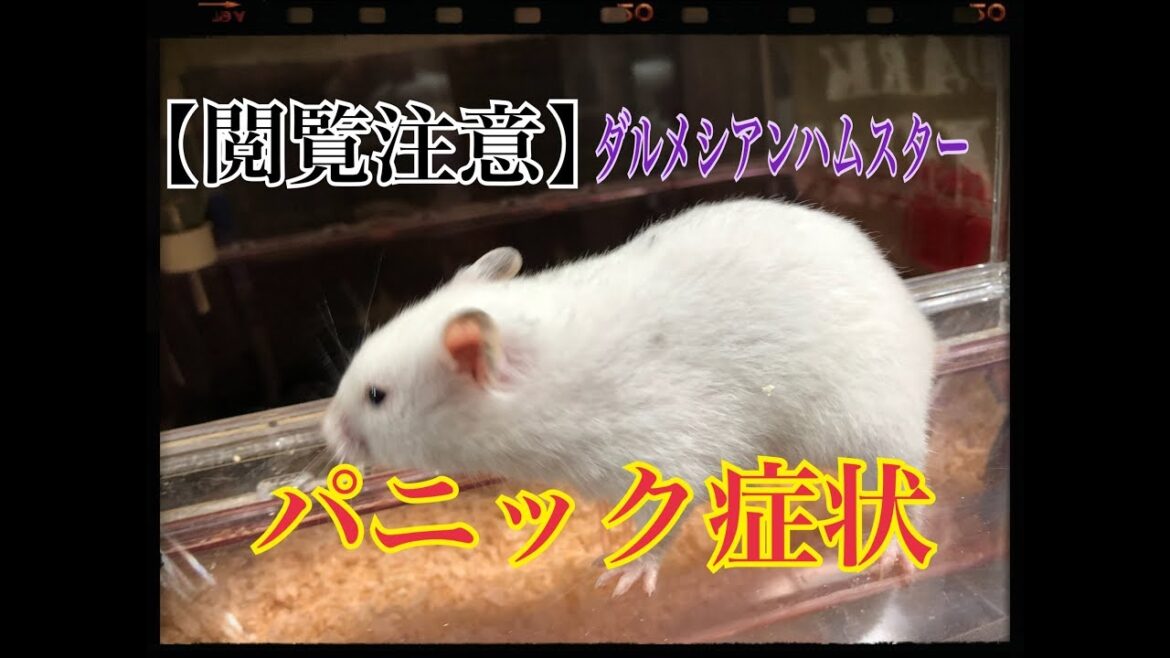【閲覧注意】ダルメシアンハムスターのヒメお母さんパニック症状を起こしてしまいました‥