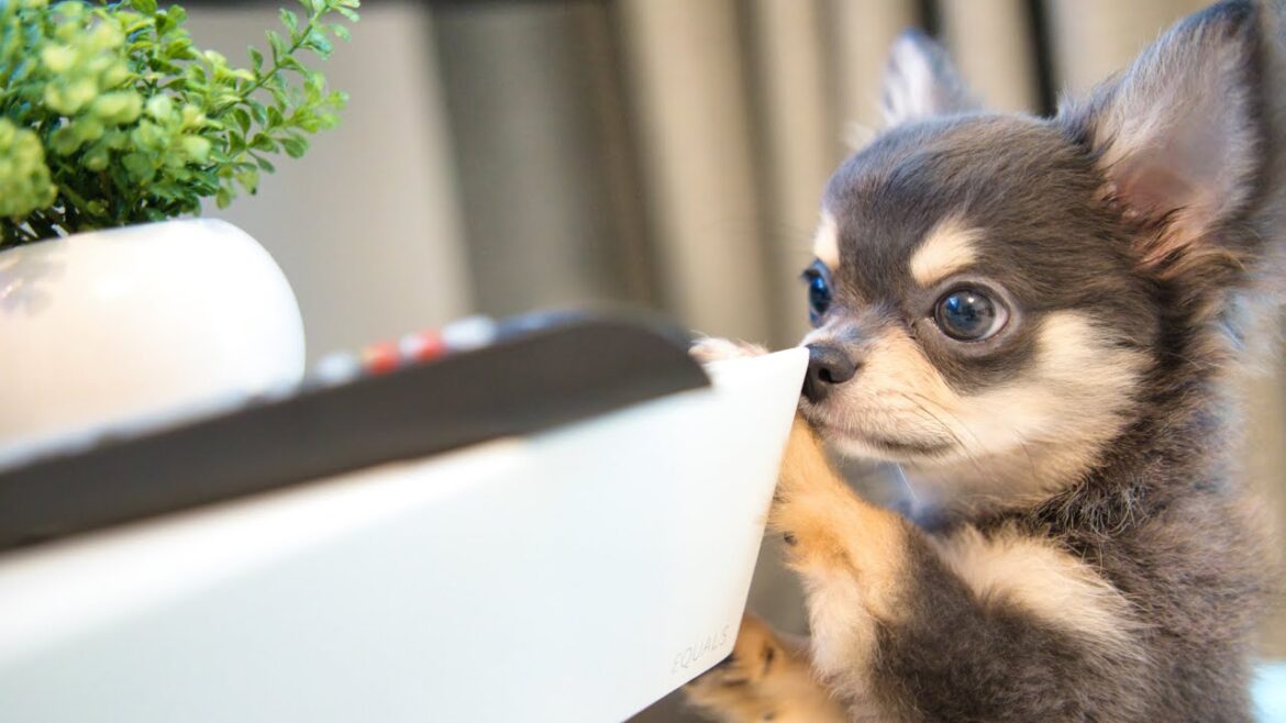 チワワの子犬に癒される｜生後3か月