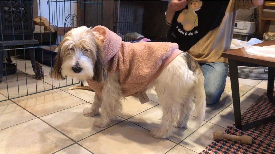 【2021冬】はじめてのお洋服【プチバセ】【子犬】