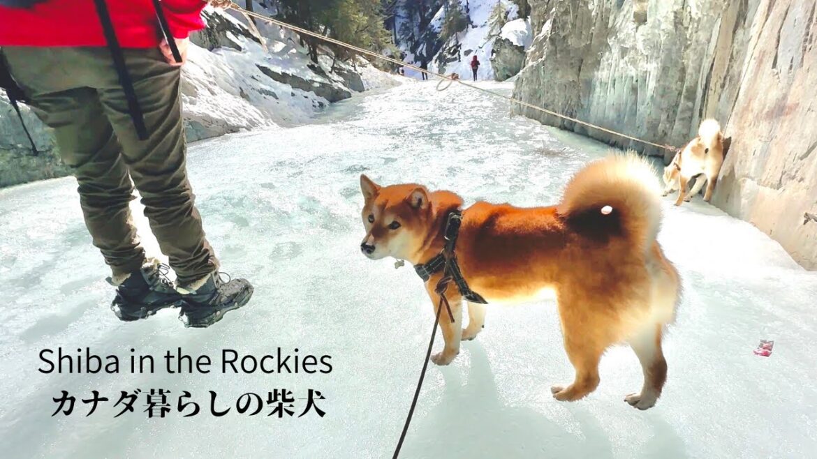 【アイスウォーク】川が凍りついた小渓谷を愛犬と散歩しました【4K】