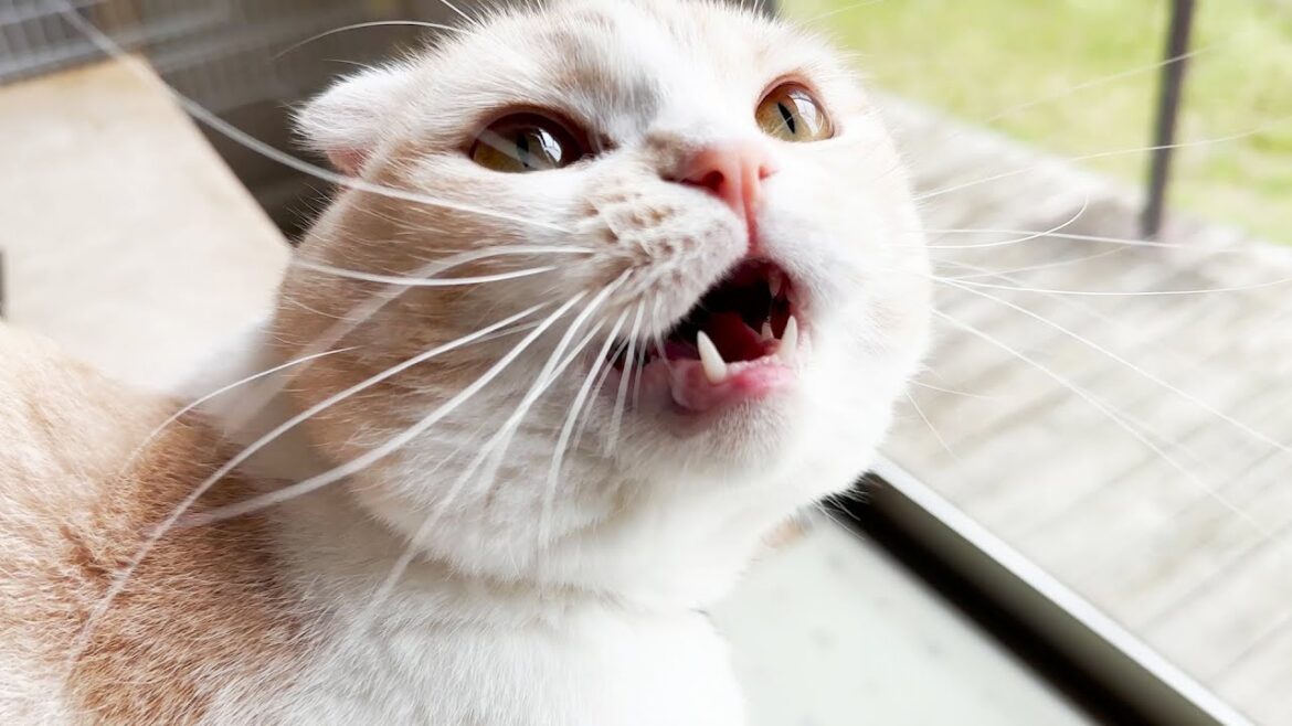 子猫が鳥さんを見逃した時の反応がかわいすぎた...