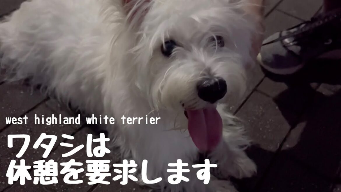 ウエストハイランドホワイトテリアは夏は弱い事を忘れておりました