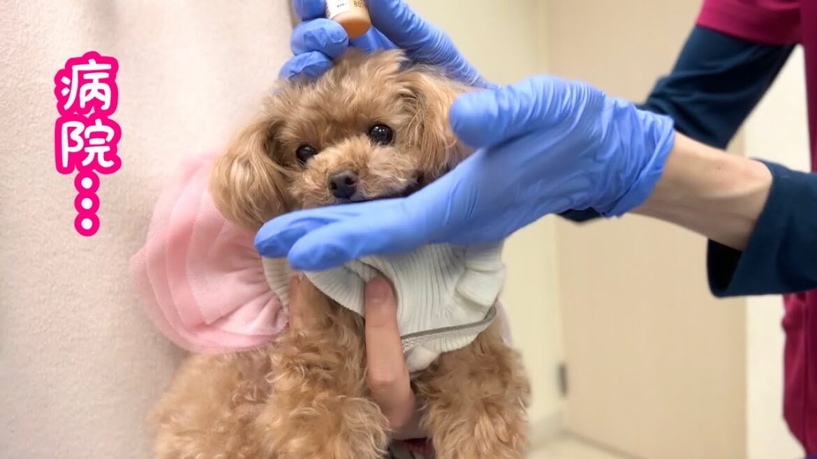 愛犬の目に異変を感じたので病院に行った結果・・・。【トイプードルのコロン】 愛犬の目に異変を感じたので病院に行った結果・・・。【トイプードルのコロン】