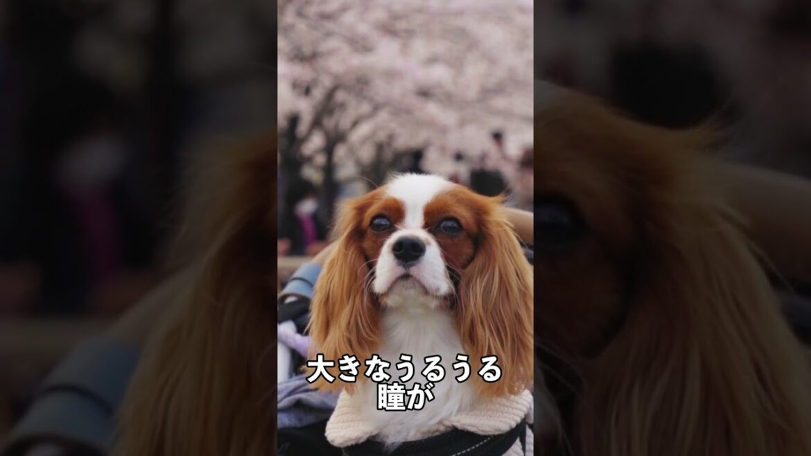生後10ヶ月キャバリア犬が見るはじめての桜