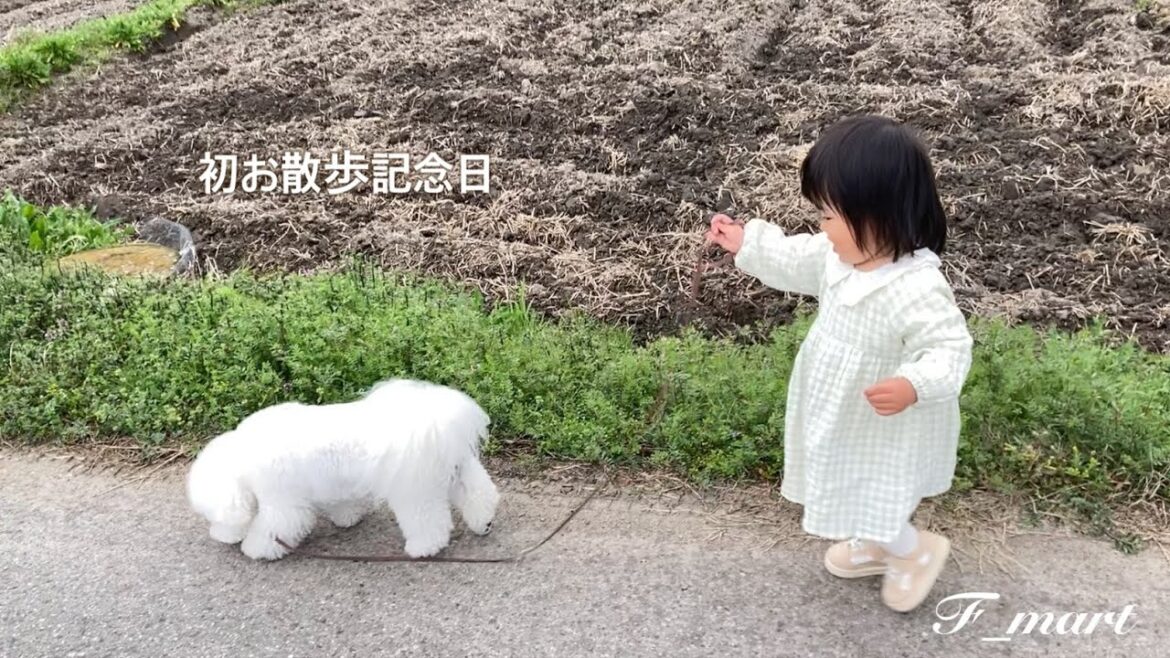 初お散歩記念日 -ビションフリーゼ犬- 初お散歩記念日 -ビションフリーゼ犬-