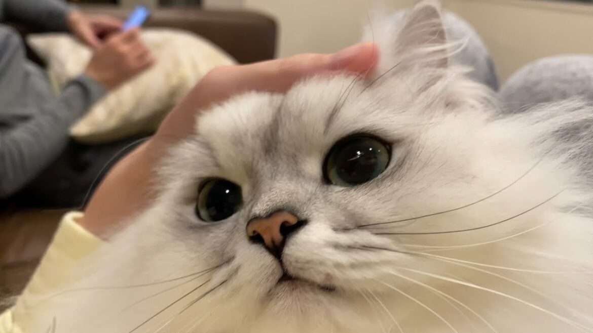 なでなで大好きな猫をひたすら撫でてみました なでなで大好きな猫をひたすら撫でてみました