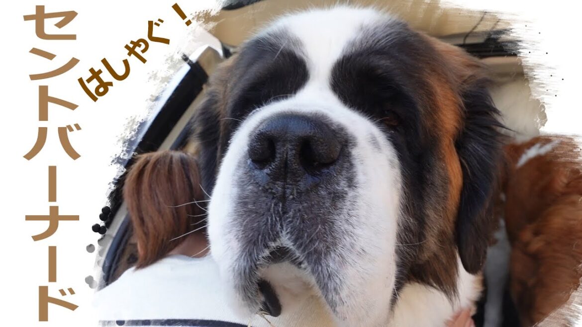 【休み明けは大はしゃぎ！編】犬達は何時も元気！平凡なセントバーナードの日記The vacations are a great time to be excited! Saint Bernard！