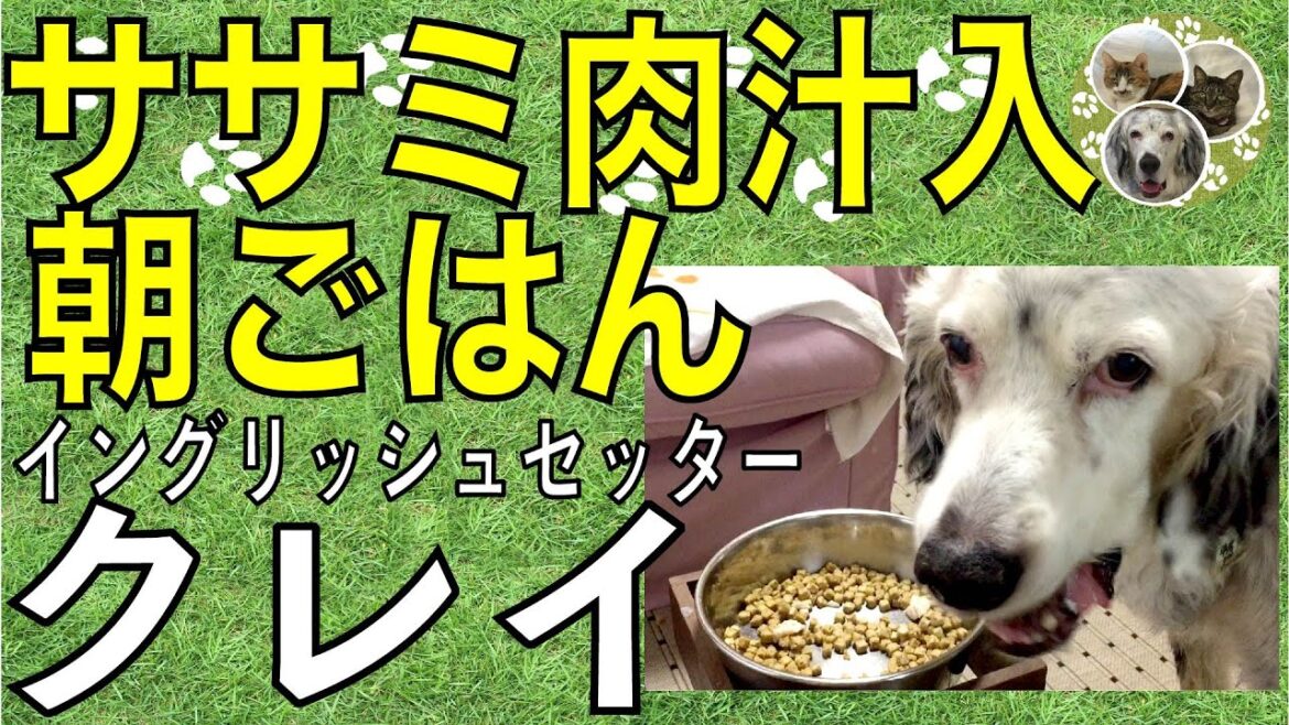 イングリッシュセッター / クー / ささみ肉汁入り美味しい朝ごはん