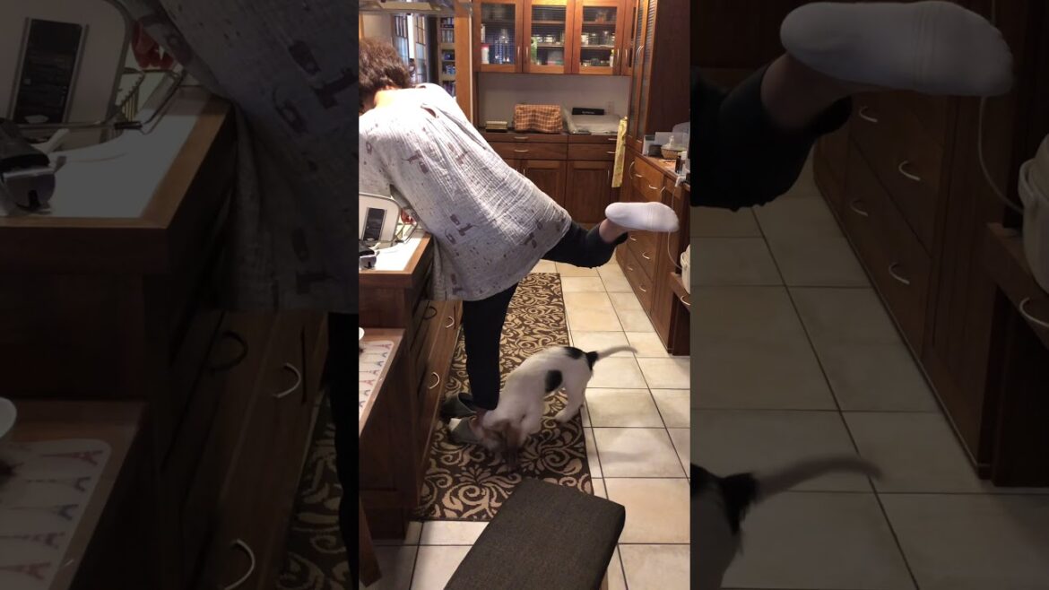 プチバセの子犬はママの靴下が欲しい #shorts