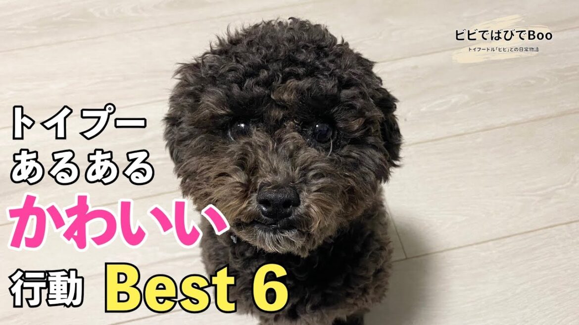 黒トイプードルと暮らしてわかったよくある行動Best 6【トイプードル  黒 あるある】 黒トイプードルと暮らしてわかったよくある行動Best 6【トイプードル  黒 あるある】