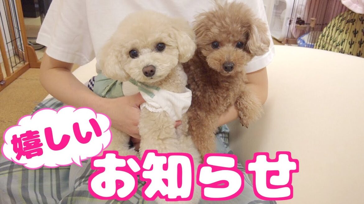 このたび嬉しいご報告があります！