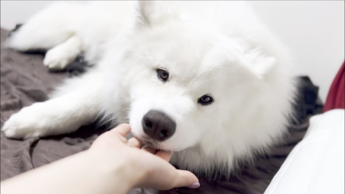 大好きなママが近づくと、すぐ甘えに来てくれる犬【サモエド】