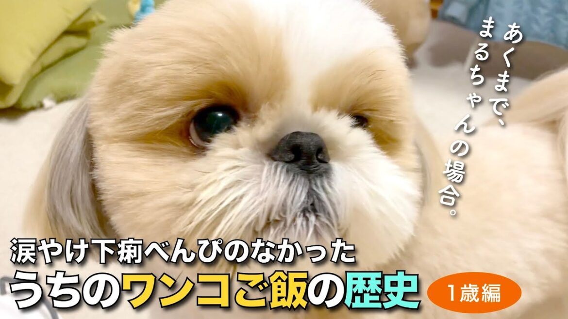 【シーズー】涙やけ下痢べんぴのなかった、うちのワンコご飯の歴史　〜1歳編〜【190】