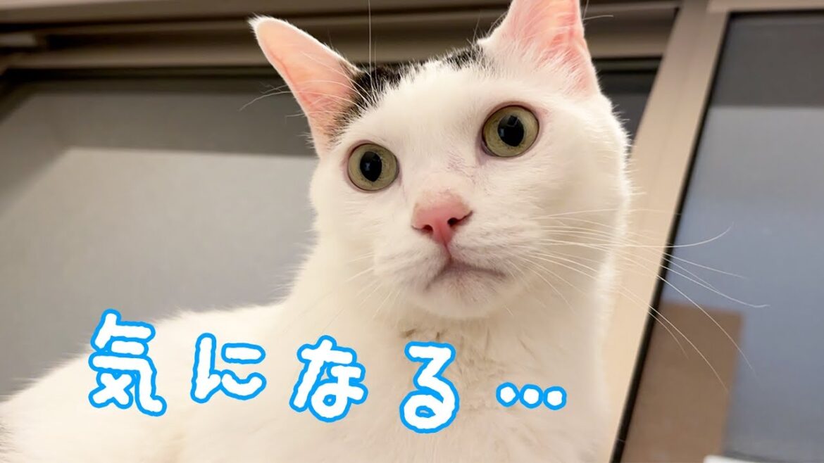 寝る前に窓枠で何もないとこを見るチロさん…