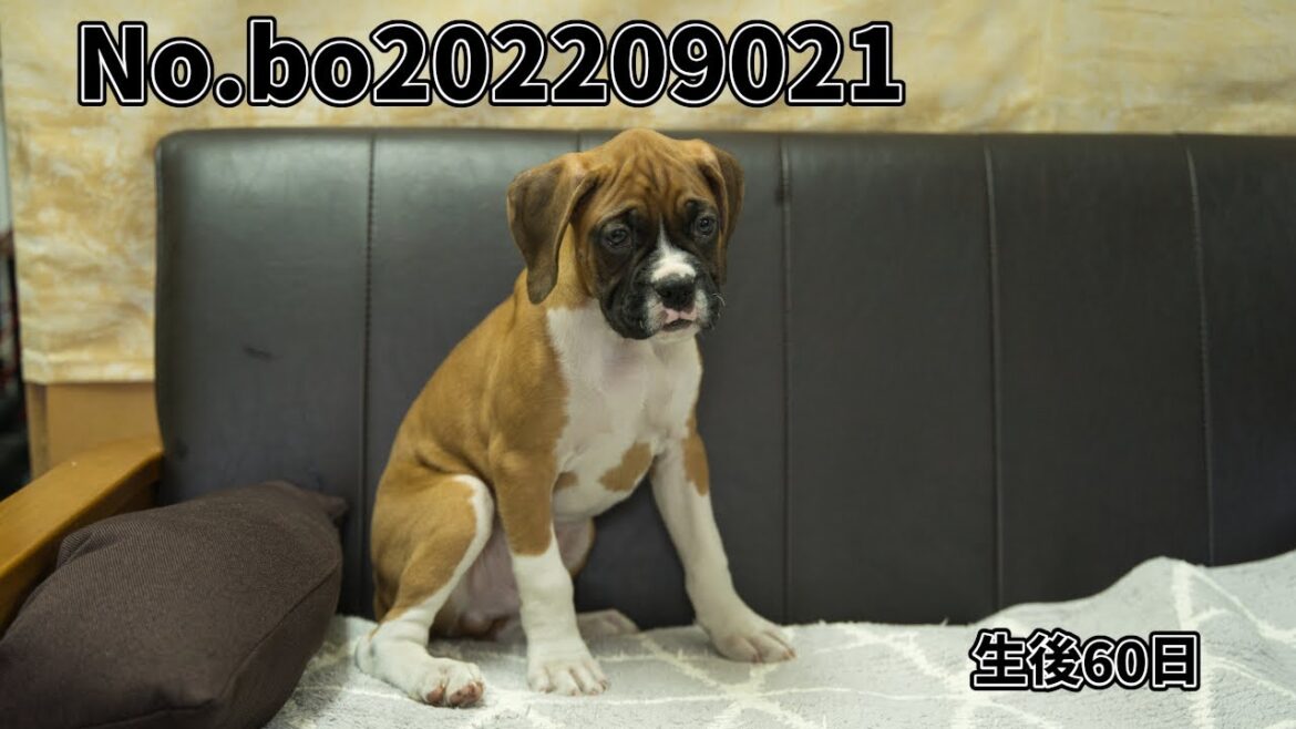 ボクサー犬の子犬販売 No.bo202209021 静岡県浜松市のブリーダー 2022年9月2日生 11月1日現在 ボクサー犬の子犬販売 No.bo202209021 静岡県浜松市のブリーダー 2022年9月2日生 11月1日現在