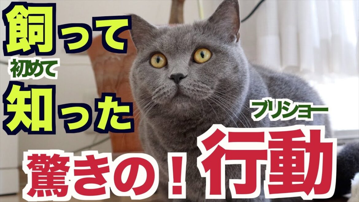 【ブリティッシュショートヘア】飼って初めて知った！驚きの行動大公開！
