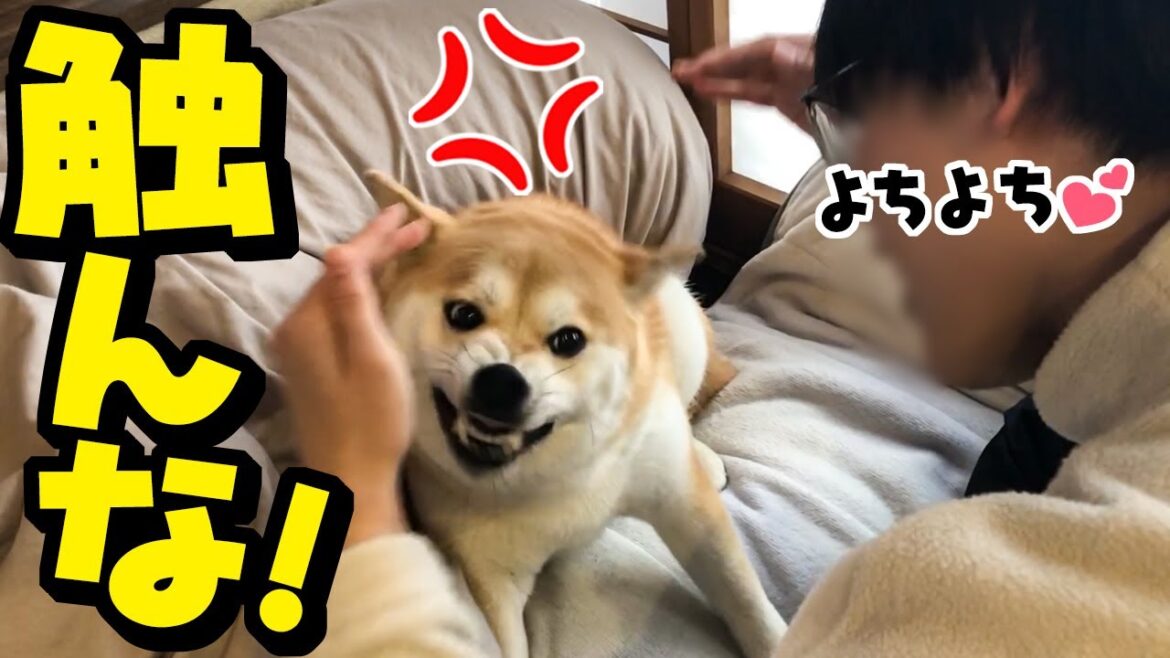 初めて朝帰りしたお兄ちゃんにブチギレる柴犬