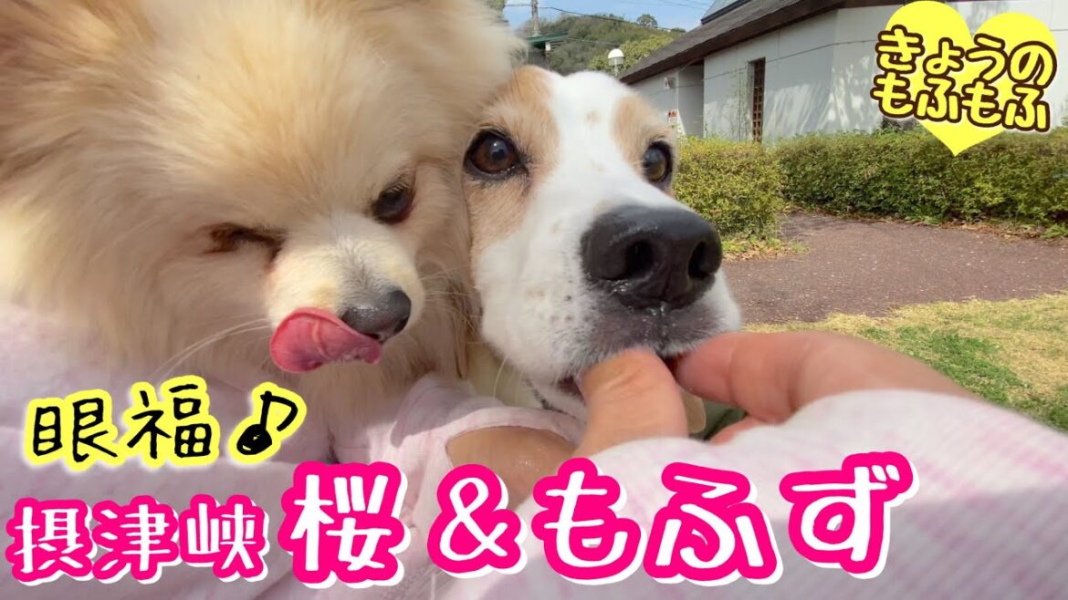 眼福お出かけ♪キレイな桜とかわいいもふず【ビーグルさつきとポメ梵天】 眼福お出かけ♪キレイな桜とかわいいもふず【ビーグルさつきとポメ梵天】