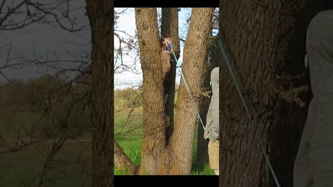 【お外デビュー】木から降りられないラグドールに助け舟が現れました😽