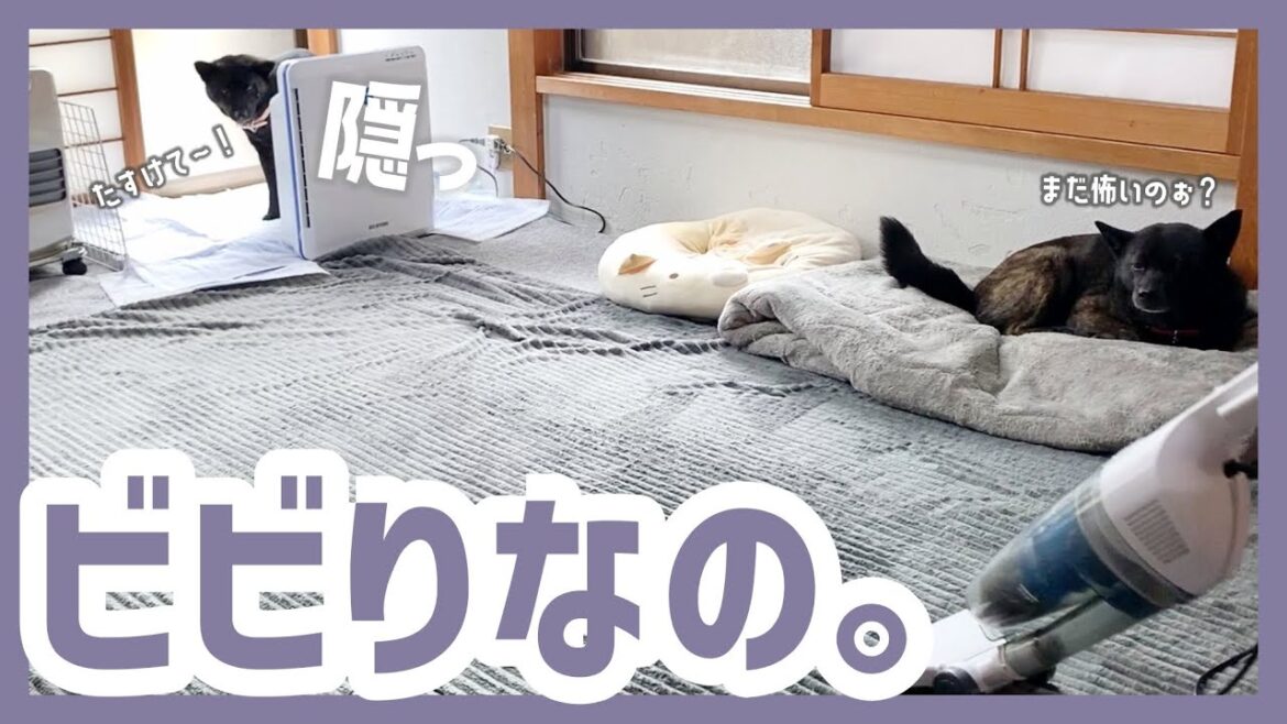 【甲斐犬】ビビりな甲斐犬がニガテな掃除機に立ち向かう姿が可愛すぎる〜! 【甲斐犬】ビビりな甲斐犬がニガテな掃除機に立ち向かう姿が可愛すぎる〜!