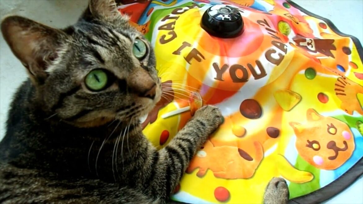 【猫のおもちゃ】おもちゃをホールドするミーちゃん😸💕♪【日本猫のミーちゃん】