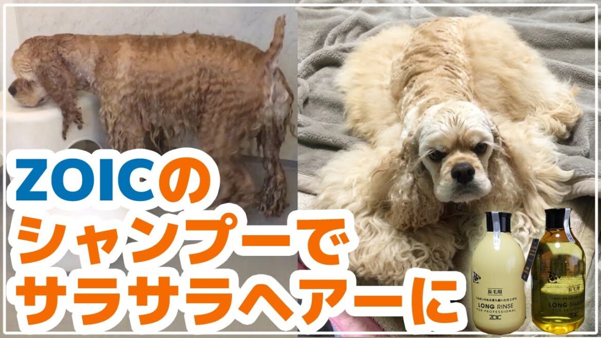 アメリカンコッカースパニエルがトリミングサロンでも使われているシャンプーでサラサラふわふわに! アメリカンコッカースパニエルがトリミングサロンでも使われているシャンプーでサラサラふわふわに!