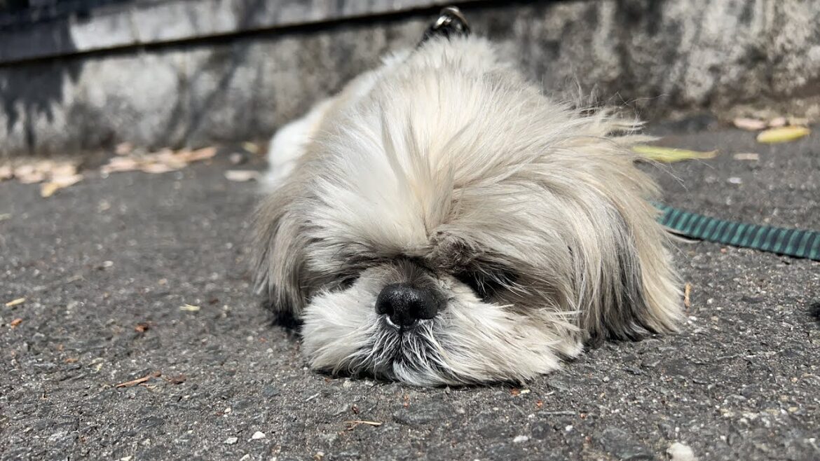 しなたぼこ しなたぼこ