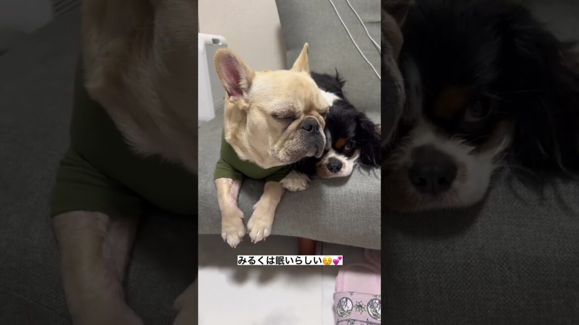 【あるある】これってうちだけ?愛犬の最も可愛い瞬間は愛犬が眠そうな時ですよね?#キャバリア #フレンチブルドッグ #多頭飼い #いぬ 【あるある】これってうちだけ?愛犬の最も可愛い瞬間は愛犬が眠そうな時ですよね?#キャバリア #フレンチブルドッグ #多頭飼い #いぬ