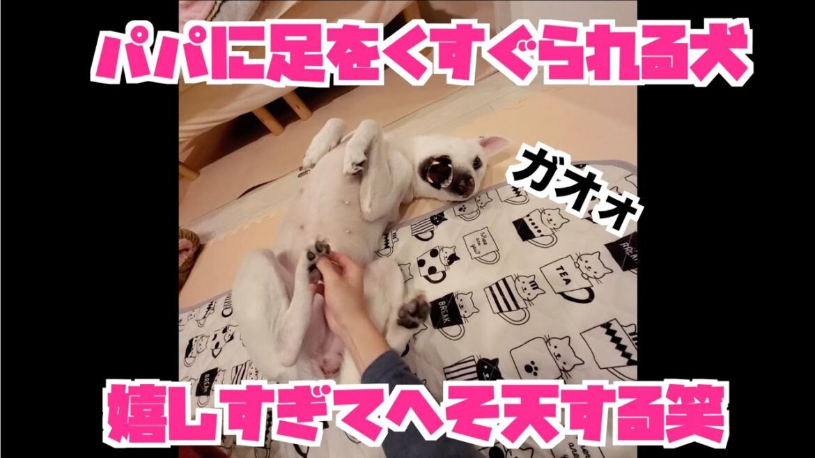 へそ天する紀州犬 へそ天する紀州犬