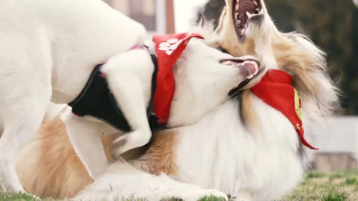 『ラフコリー』と『白柴』と・・・2023/03