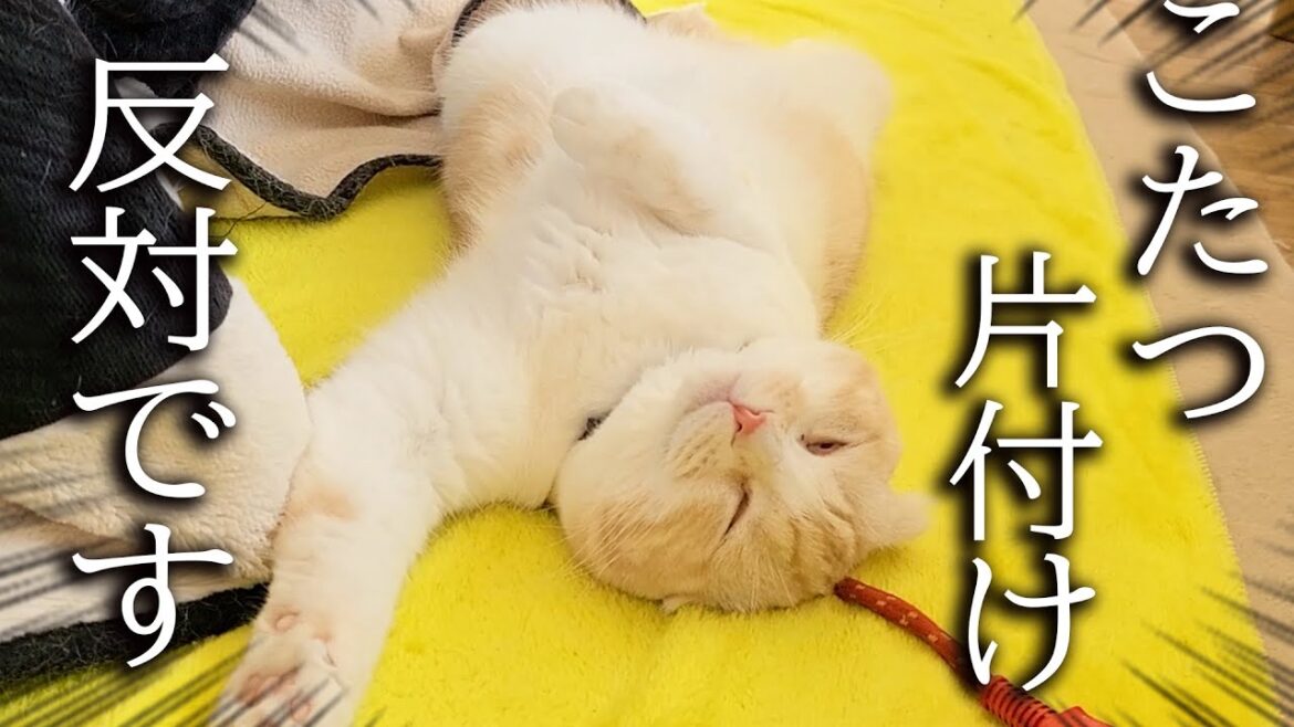 暖かいのでこたつを片付けたら子猫と犬がプンプンに怒ってこうなりました