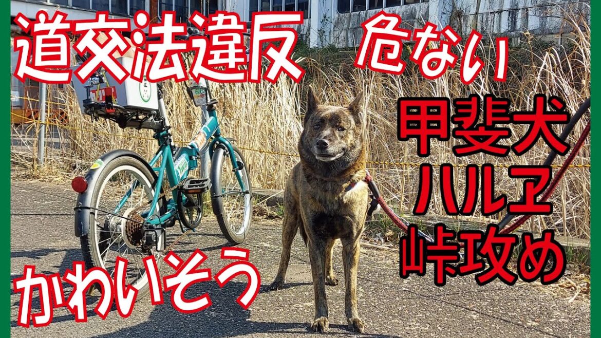 甲斐犬が引く自転車で峠攻め！元ローリング族の飼い主ピンチ！