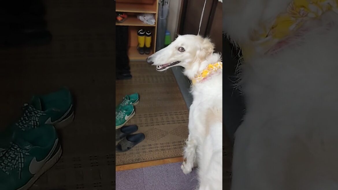 あれ⁉️ ボルゾイ🐕