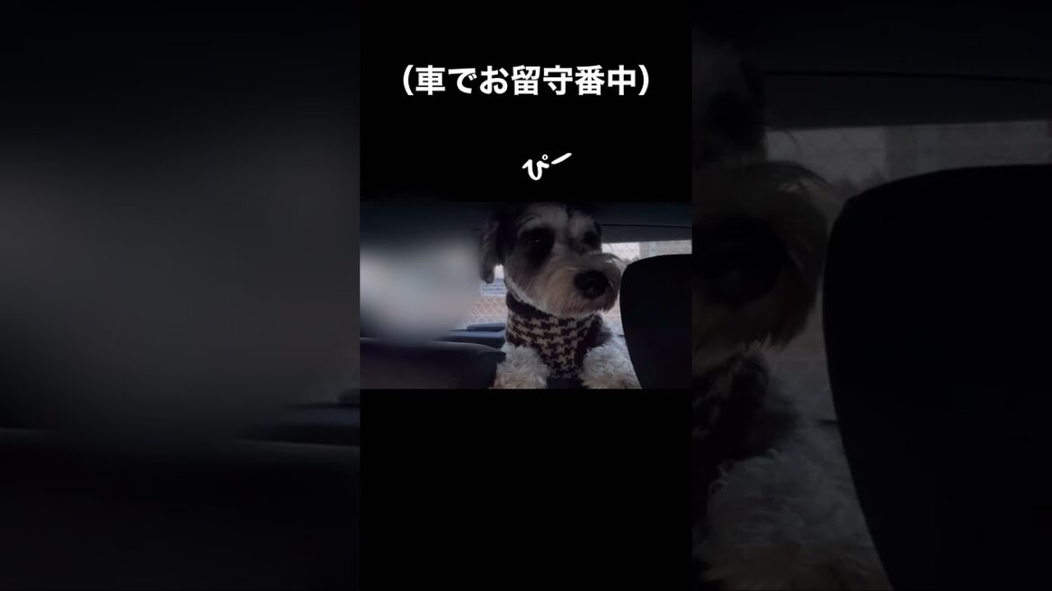 すーぴー鳴くわんこ #ミニチュアシュナウザー