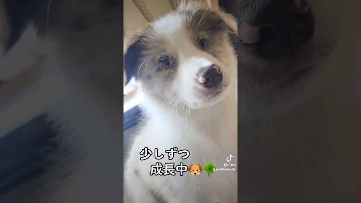 [ボーダーコリー]ラピス君♪少しずつ成長中🐶🍀